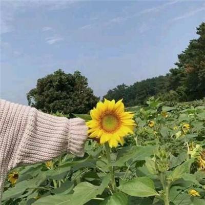赏金闯关手游