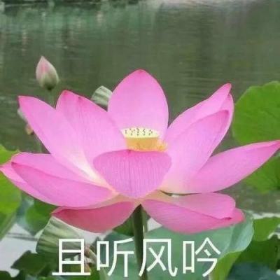 我是小奇兵九游版下载